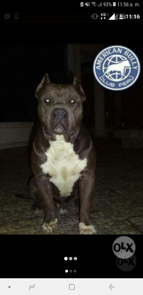 American Bully Disponible