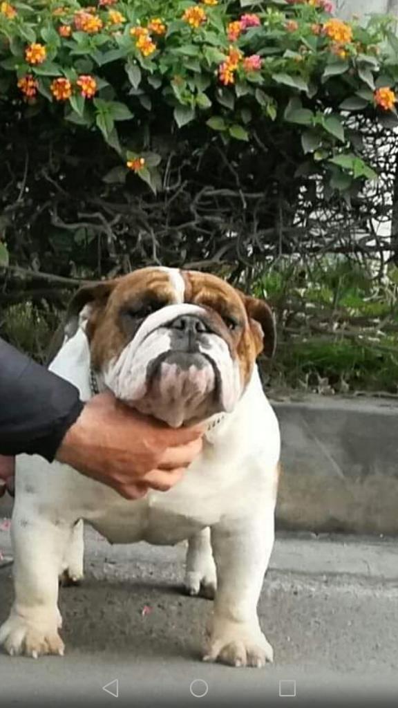 Bulldog Hembra 12meses