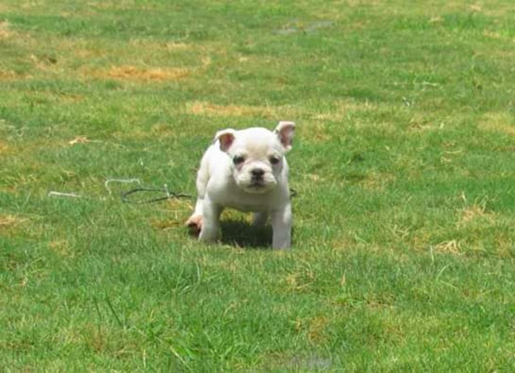 Cachorro Hembra Exotic Bully