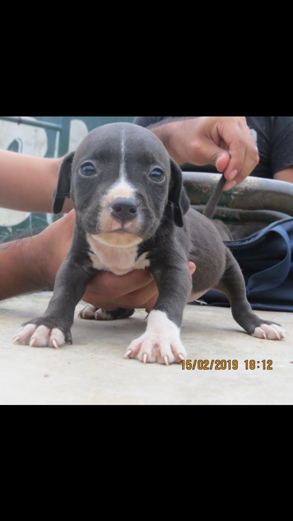 Cachorros Fusion American Bully Oferta