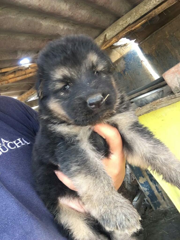 Cachorros Pastor Aleman