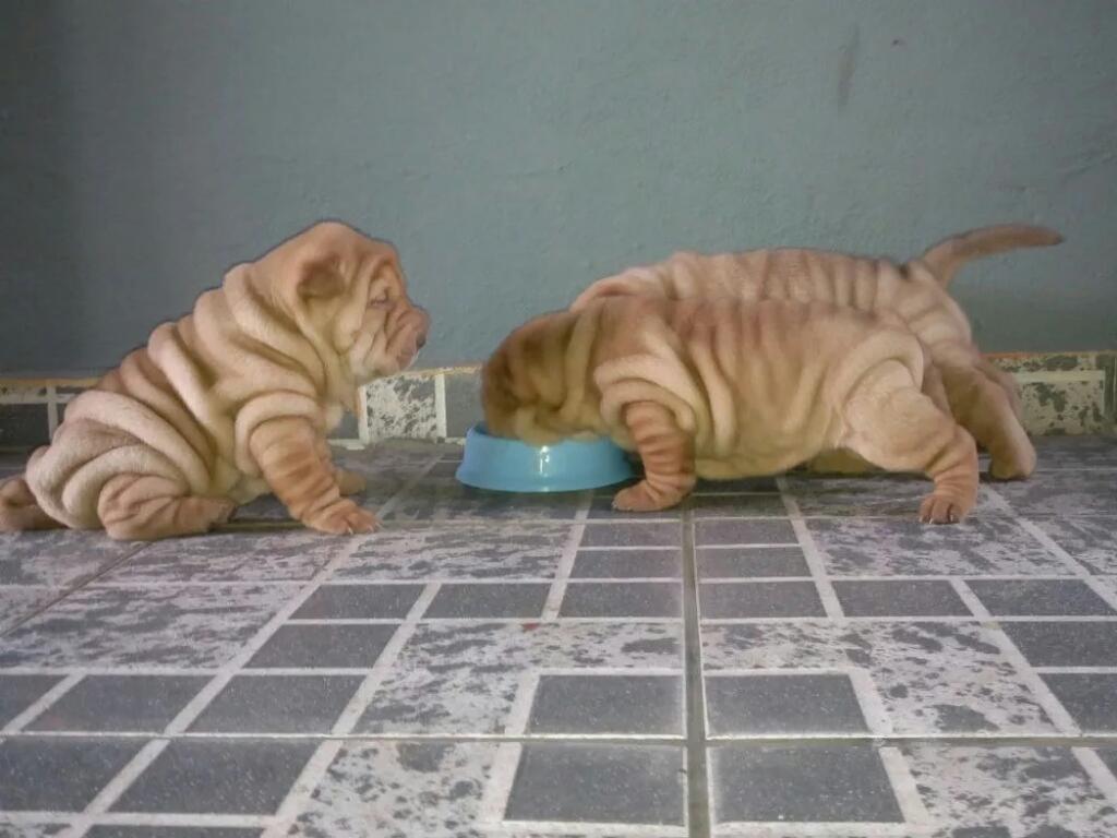 Cachorros Sharpei Vendo