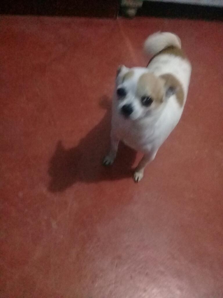 Chihuahua Monta