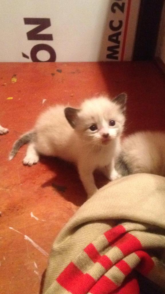 Gatito Siamés Ojos Azul