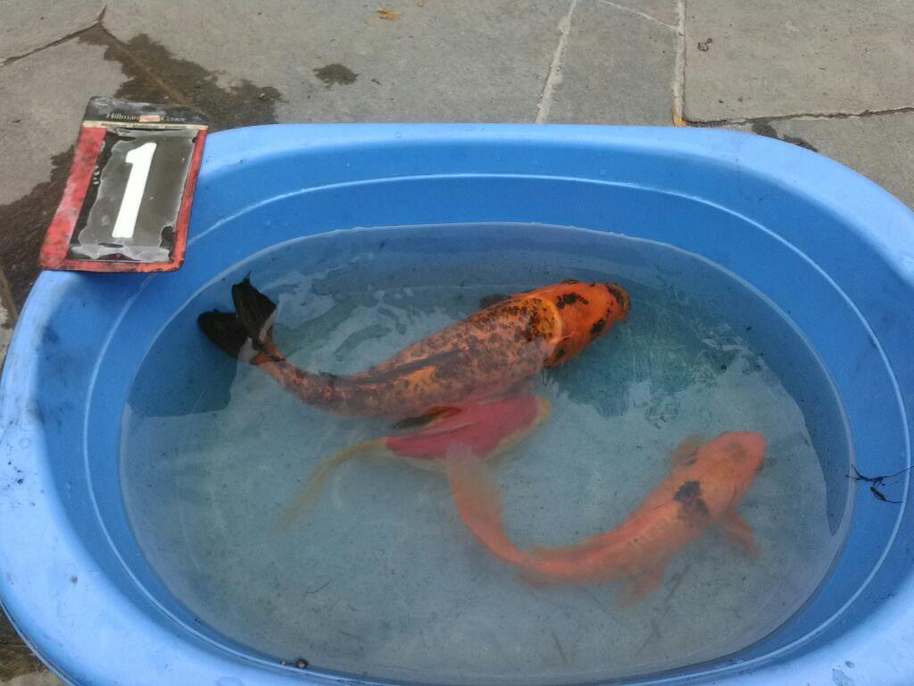 Koi Peces Carpa, Goldfish Shubukin