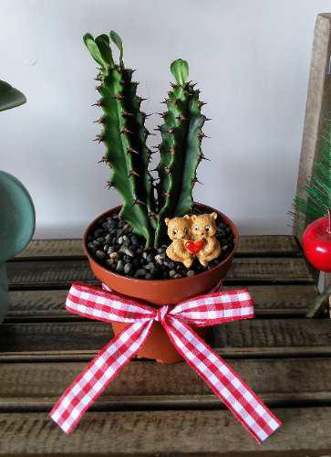 Maceta Cactus Perfecta Oficina/casa