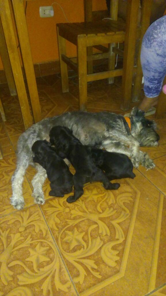 Schnauzer Negros , Originales