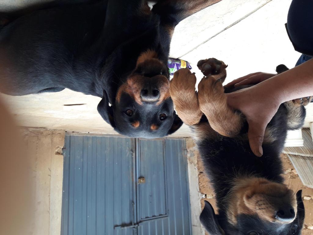 Se vende una cachorra rotweiler