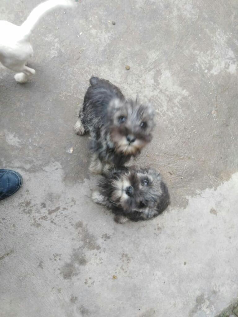 Vendo Cachorros Schnauzer