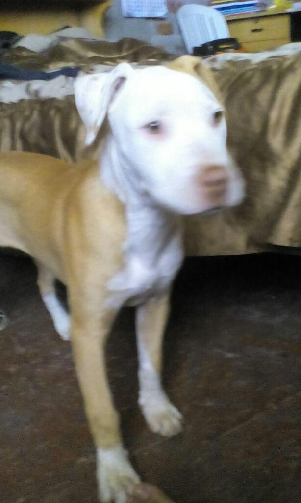 Vendo Perrita Pitbull