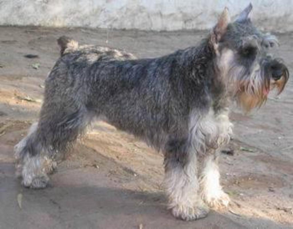 Vendo Schnauzers Parejita