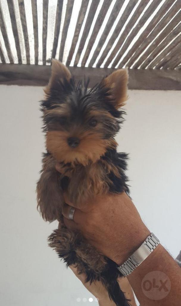 Yorkshire Terrier Miraflores