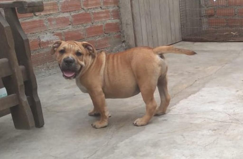 American Bully