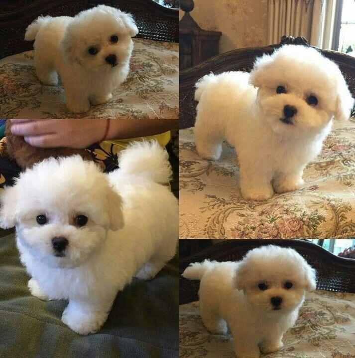 BICHON FRISE TALLA PEQUEÑA 30CM ADULTO VENDO CON PRESENCIA