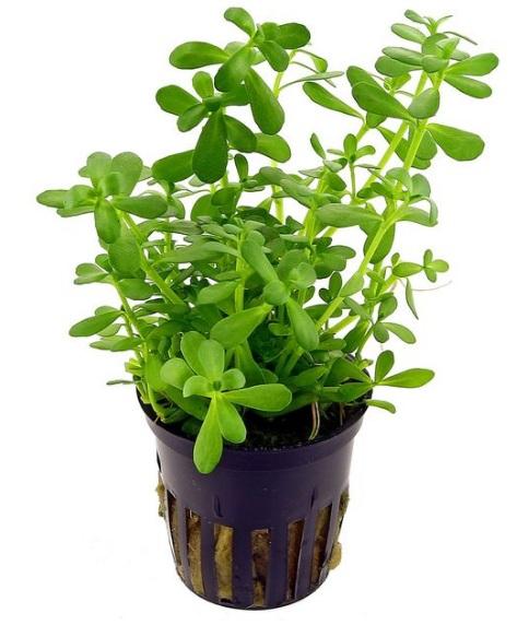 Bacopa Planta Acuática para acuario, Acuarios plantados,