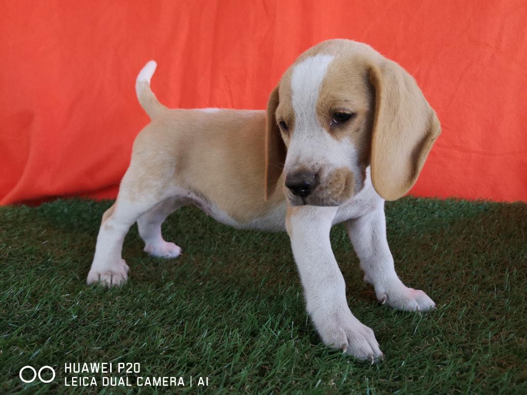 Beagle Bicolor