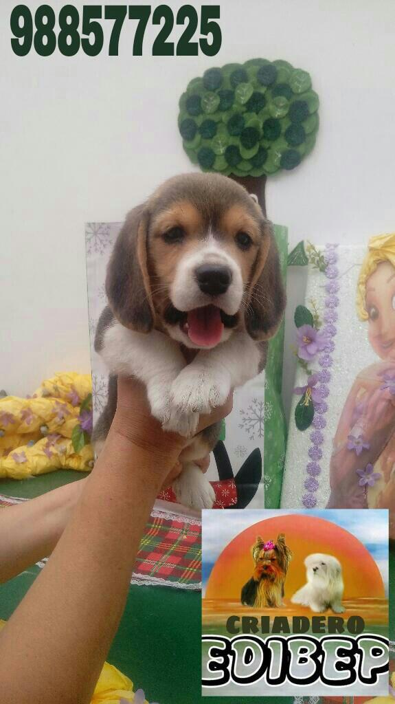 Beagle con Pedigree