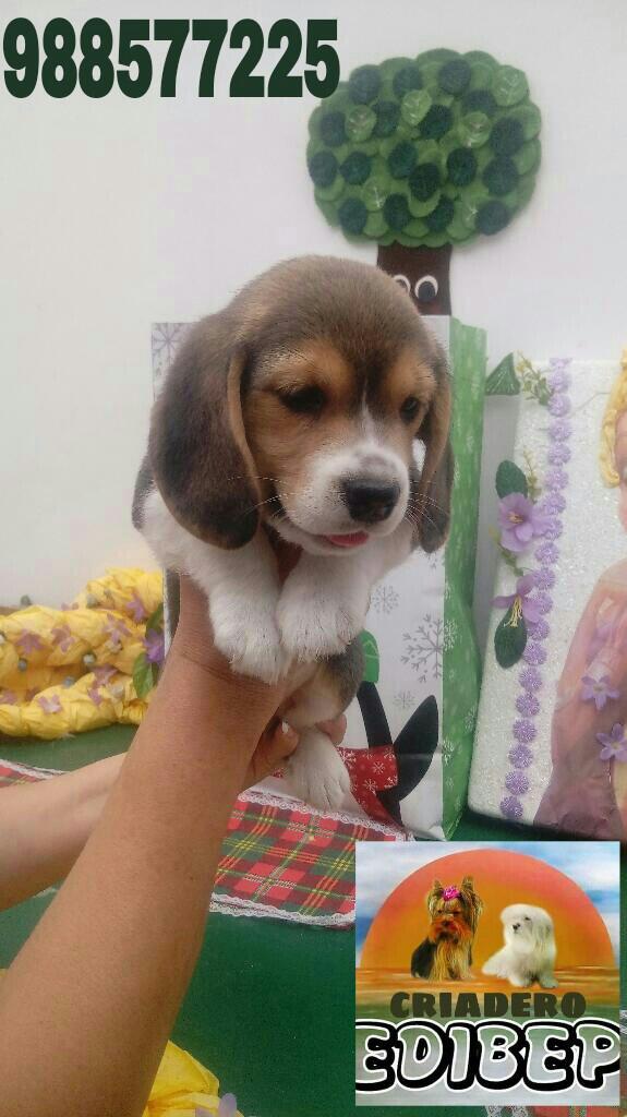 Beagle con Pedigree