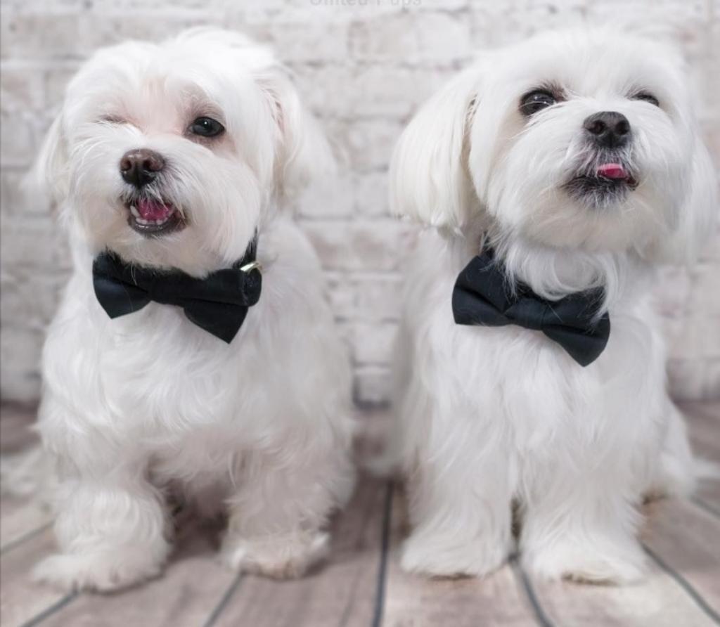 Bichon Maltés