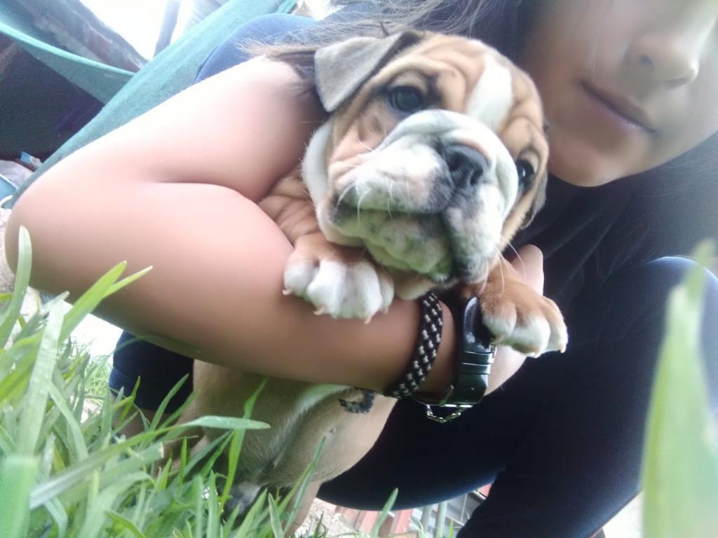 Bulldog Ingles Cachorro