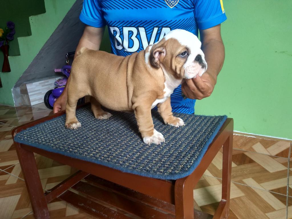 Cachorras bulldog ingles con pedigree DISPONIBLE!!