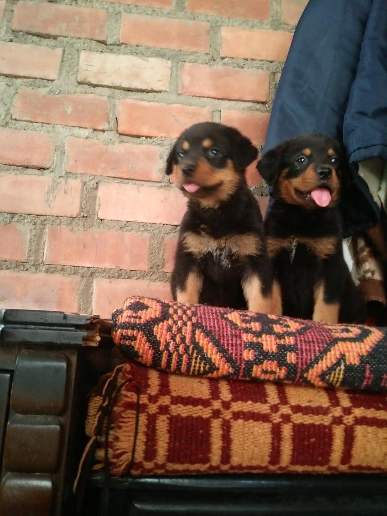 Cachorras en Los Olivos
