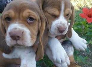 Cachorritas Beagles Bicolor