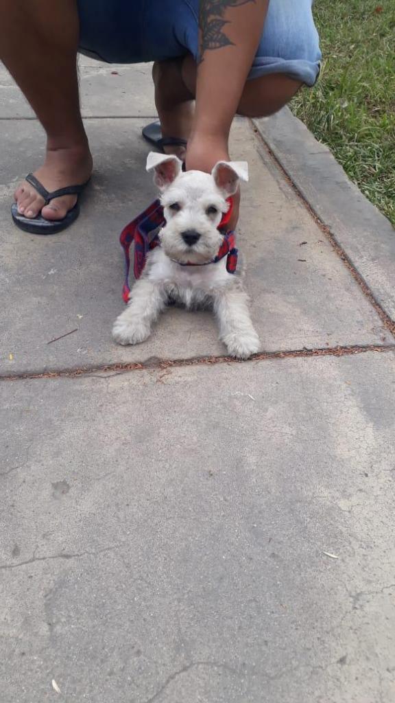 Cachorro snowser 2 meses