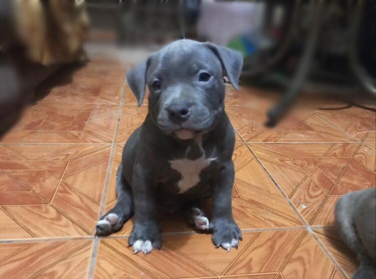 Cachorros American Bully