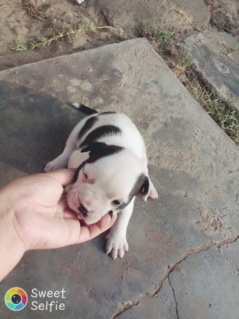 Cachorros American Bully exótico