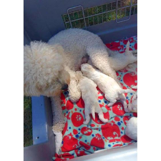 Cachorros Bichon Frise buscamos buenas personas para adoptar