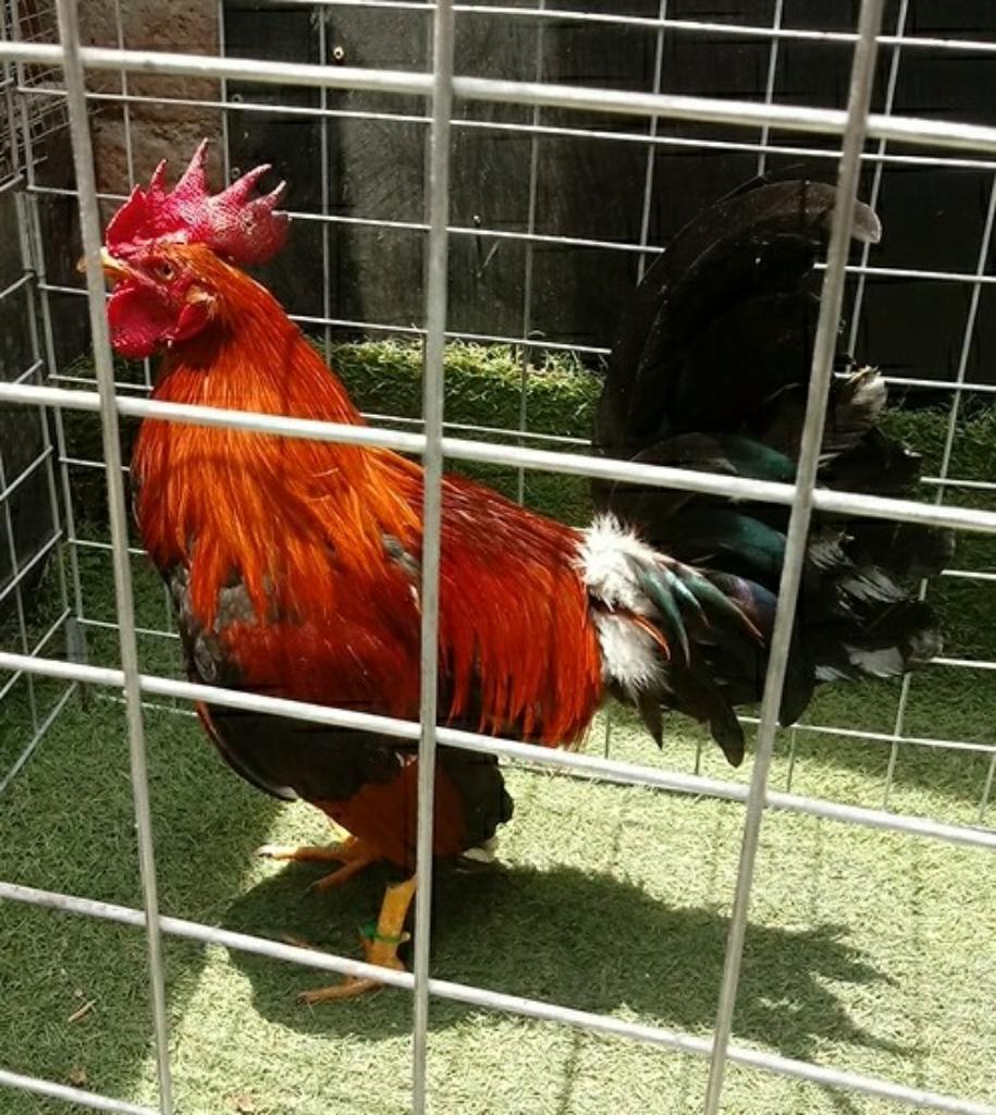 Gallo Pollo Puertorriqueño
