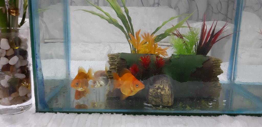 Goldfish Ryukin