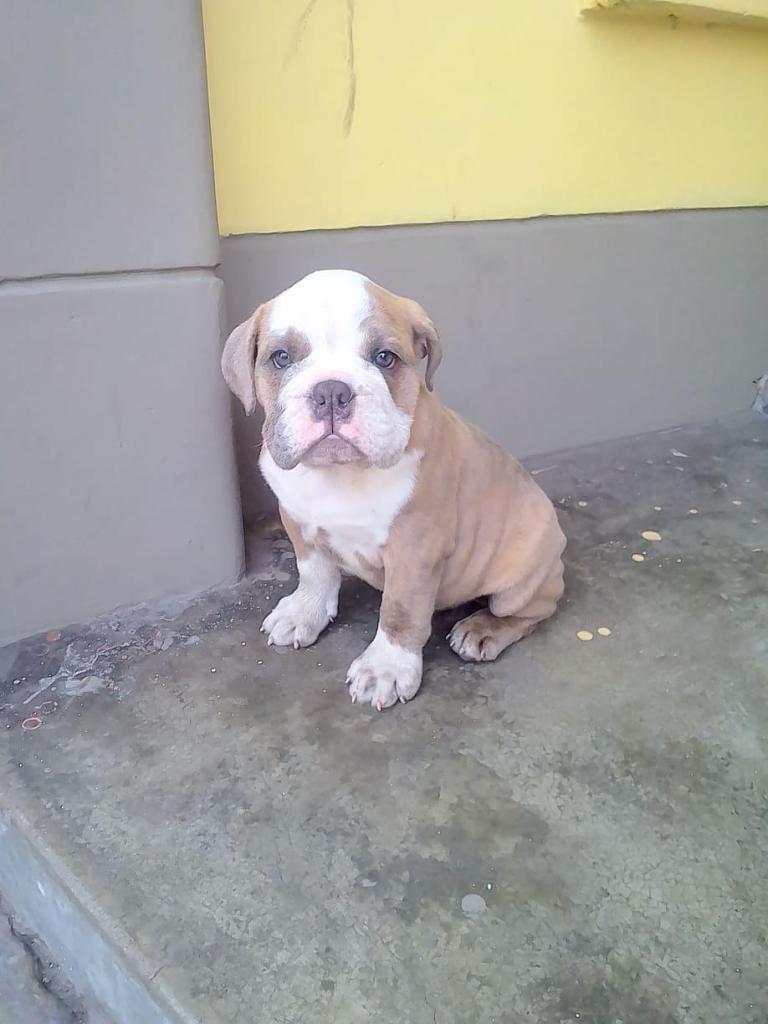 HEMBRA bulldog ingles exotic