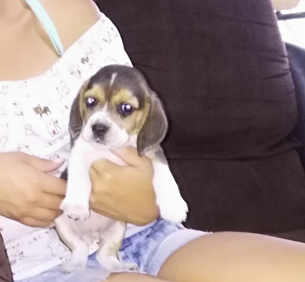 Hermoso Beagle