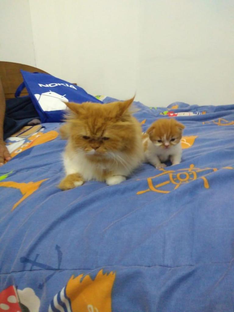 Hermoso Gatito Persa