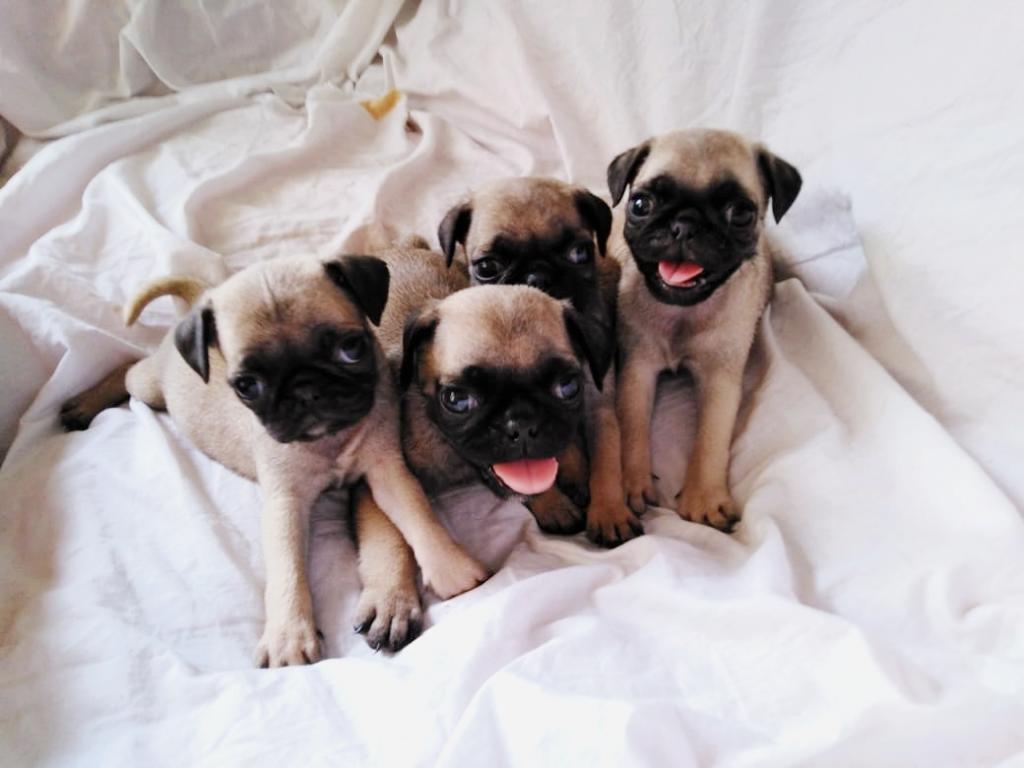 Hermosos Cachorritos Pug