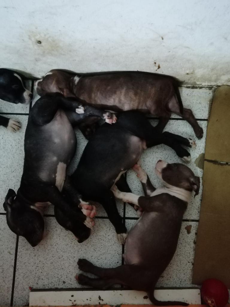 Hermosos Cachorros Fusión en Venta