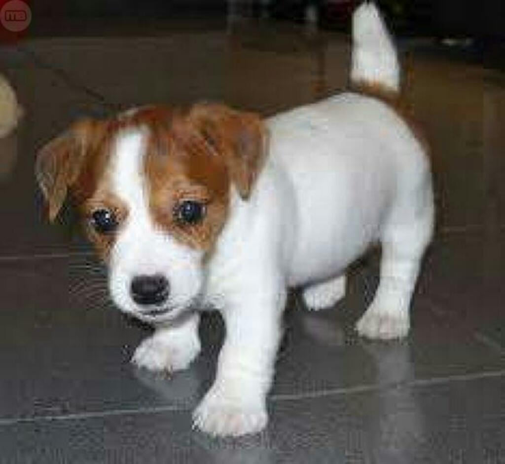 Jack Russell