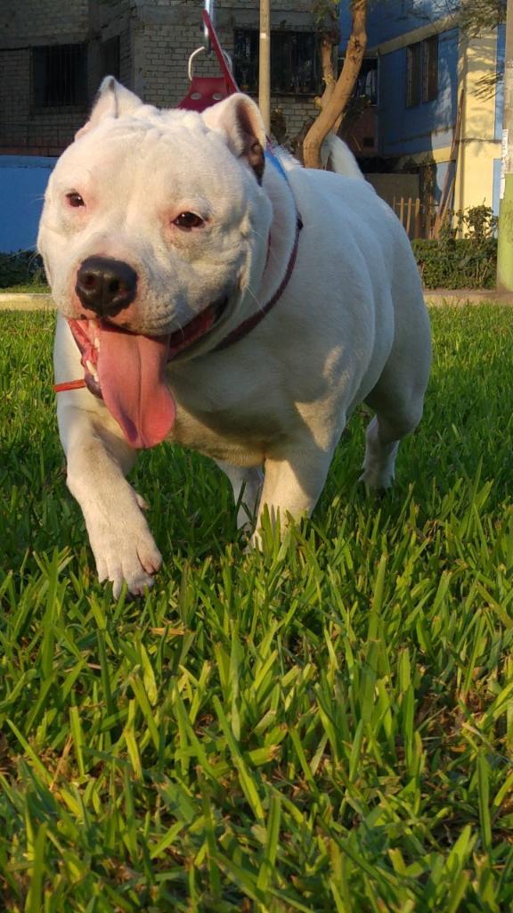 Padrillo Staffordshire Bull Terrier Mink