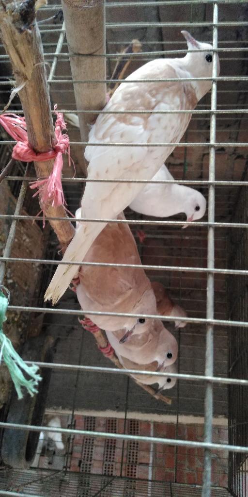 Palomas Africanas Blancas Y Perladas