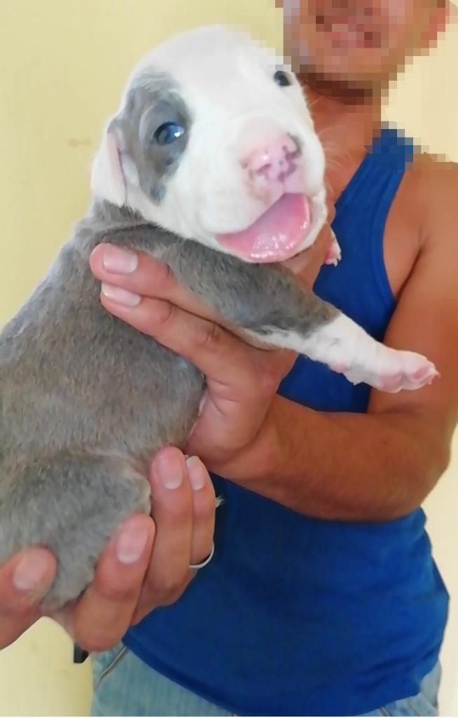 Pitbull Blue Nose