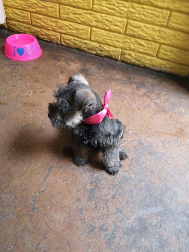 Promoción Schnauzer Cachorritos