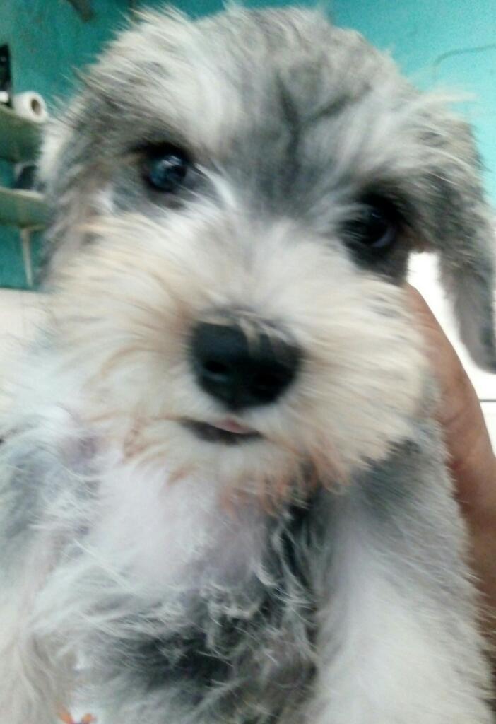 Schnauzer Plata