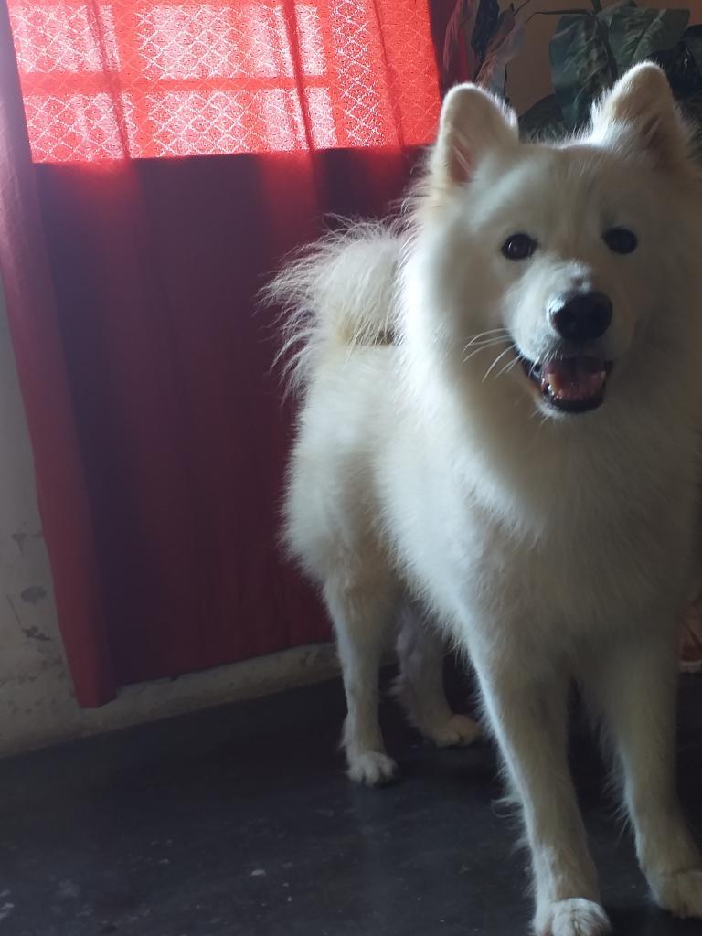 Se Busca Novia para Samoyedo