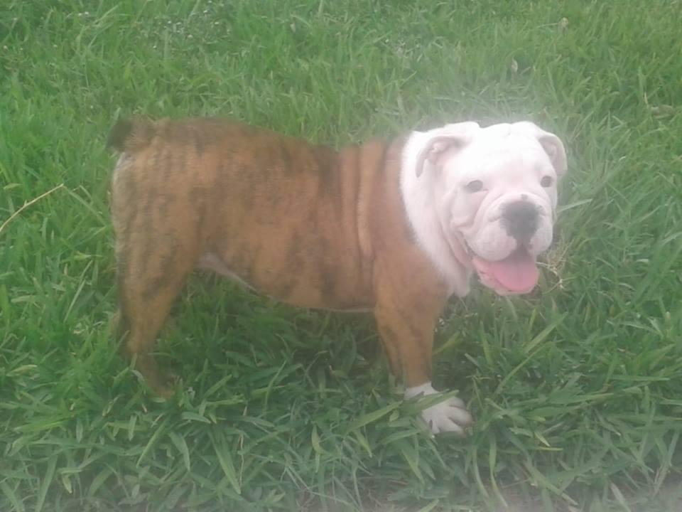 VENDO BULLDOG INGLES