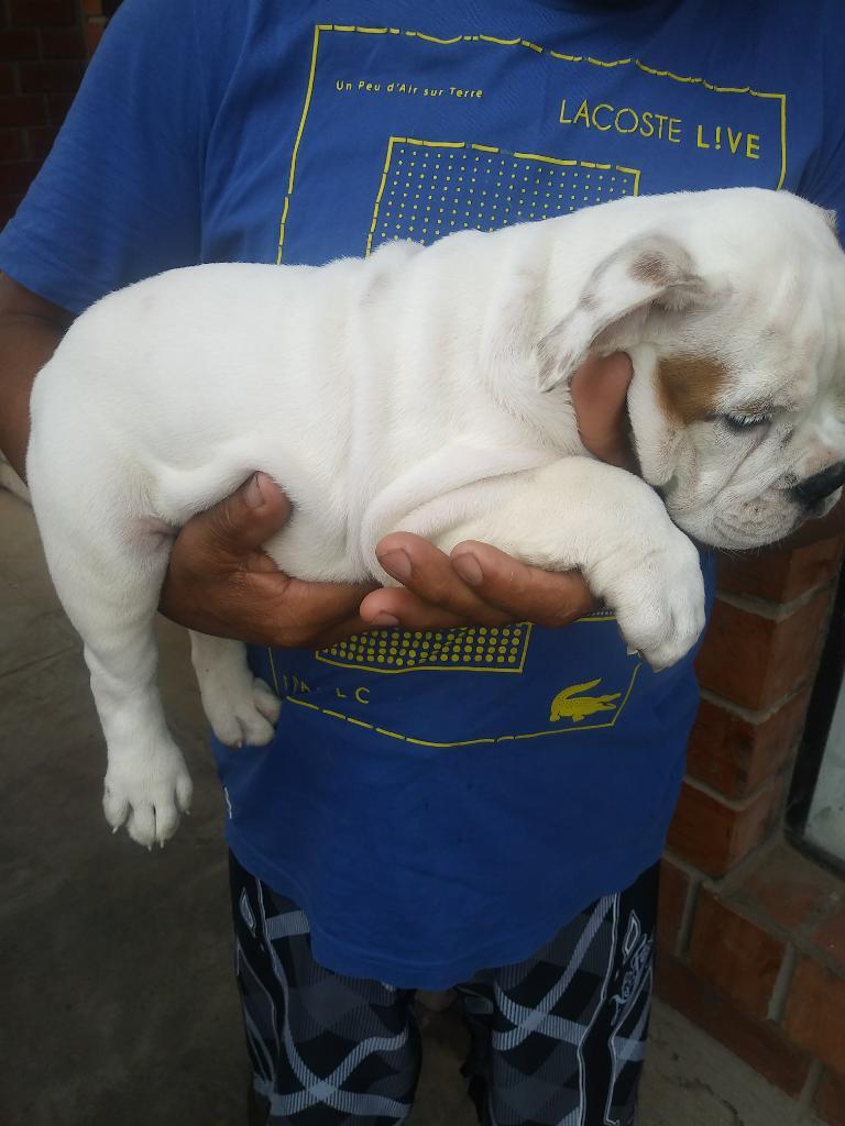 Vendo Bulldog Hembra