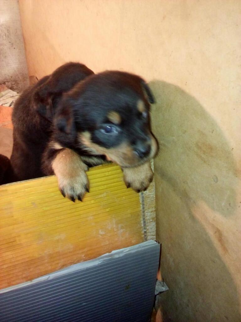 Vendo Cachorros Rottweiler