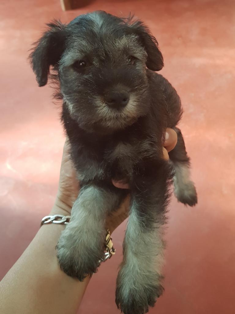 Vendo Schnauzer Raza Mediana