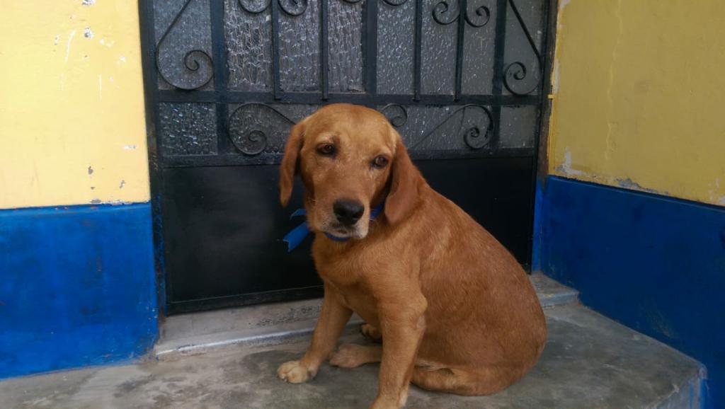 en Adopcion Cocker de 11 Meses Dejar Num